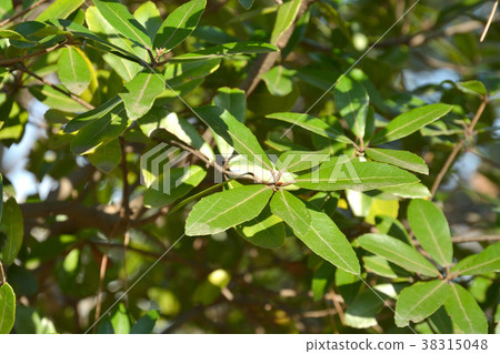 Tree: Umbellaceae Fagaceae Tree: Umbellaceae Fagaceae 38315048