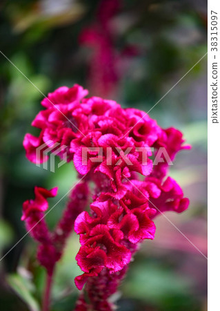 Flowers of Keito 38315097