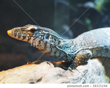 Nile lizard 38315248
