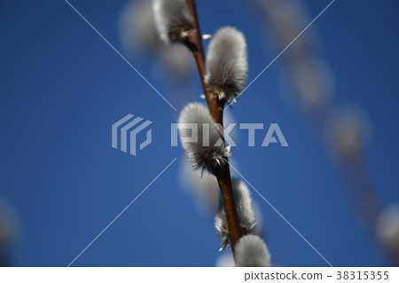 Early spring cat pussy 38315355