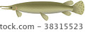 Alligator gar 38315523