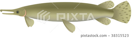 鱷魚皮 鱷魚皮 38315523