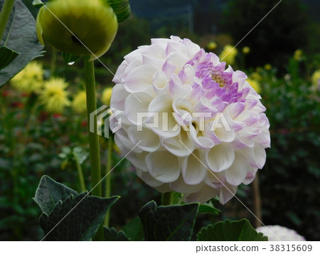 Dahlia Dahlia 38315609