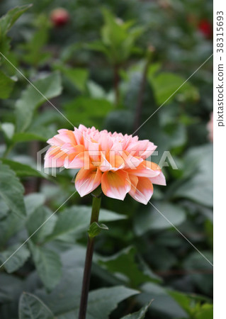 Dahlia Dahlia 38315693