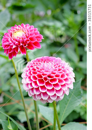 Dahlia 38315731