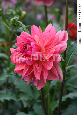 Dahlia Dahlia 38315732