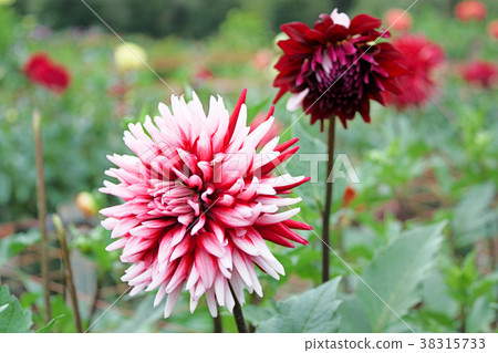 Dahlia Dahlia 38315733