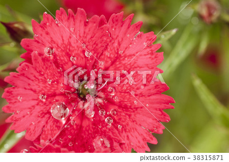 Spring color -4, a scene of raindrops on a ladder Spring color -4, a scene of raindrops on a ladder 38315871