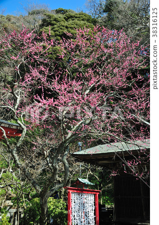 Hot red plum blossoms at the Oji-no-Karaten Shrine Hot red plum blossoms at the Oji-no-Karaten Shrine 38316125