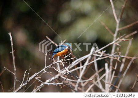 Kingfisher Kingfisher 38316349