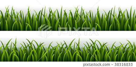 Set of green grass isolated on white background  38316833