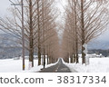 Winter trees 38317334