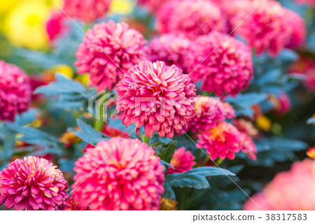 Chrysanthemum pink flowers in the garden. Chrysanthemum pink flowers in the garden. 38317583