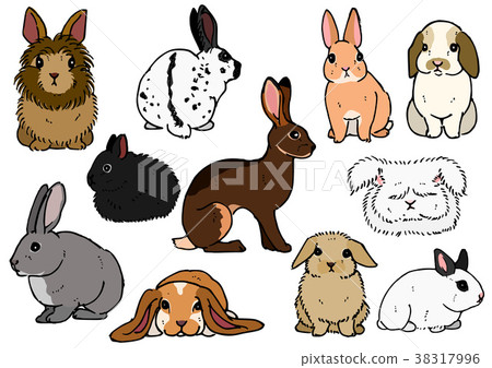 Rabbit type Rabbit type 38317996