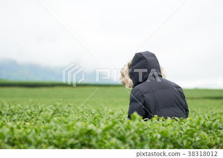 Asian woman hand picking up the tea leaves Asian woman hand picking up the tea leaves 38318012