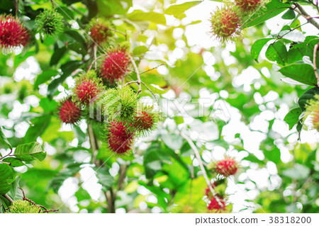 Rambutan with light background. Rambutan with light background. 38318200
