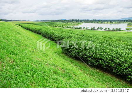 tea farm with sky background. 38318347