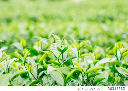 young tea leaves with green background. 38318385