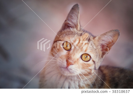 Cat Cat 38318637