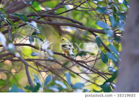 Yellowing individual of Aoji 38319685