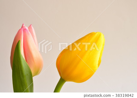 Tulip Tulip 38319842
