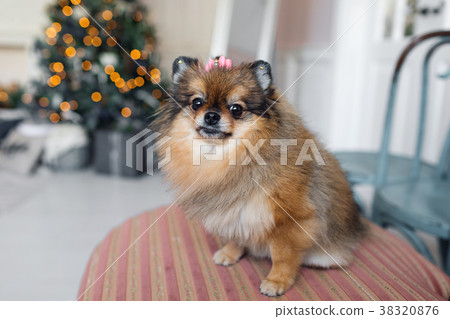 The Pomeranian is a breed of dog of the Spitz type The Pomeranian is a breed of dog of the Spitz type 38320876