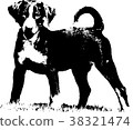 Appenzeller puppy - Illustration 38321474