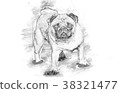 A beautiful pug standing - sketch style 38321477