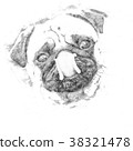 Little pug looks into the camera - Sketch  38321478