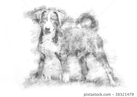 Appenzeller puppy - Sketch style 38321479
