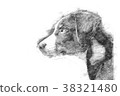 Appenzeller puppy - Sketch style 38321480