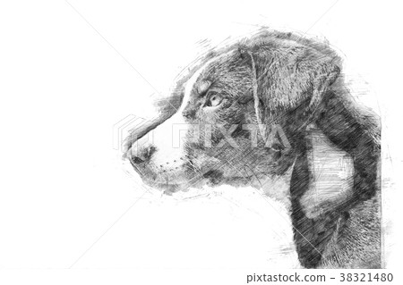 Appenzeller puppy - Sketch style 38321480
