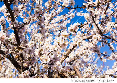 Spring, flowering and nature concept - beautiful 38321876