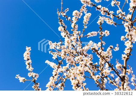 Spring, flowering and nature concept - beautiful 38322612