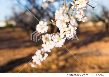 Spring, flowering and nature concept - beautiful Spring, flowering and nature concept - beautiful 38322629