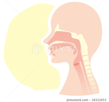 Vocal organ throat mechanism cross section 38322653