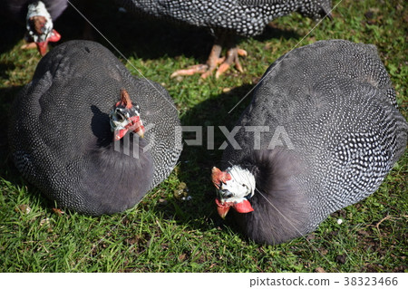 Turkey Istanbul Dolmabahutje palace black fat bird 38323466