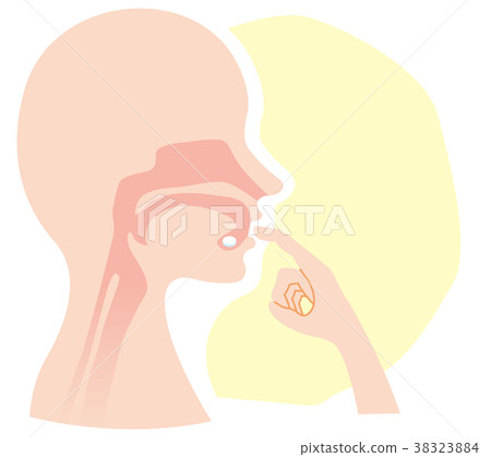聲帶器官剖視圖舌下片劑 38323884