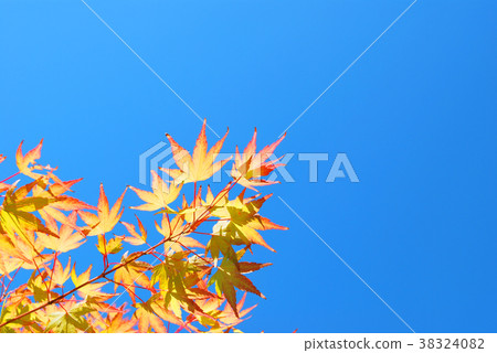 葉秋楓樹 38324082