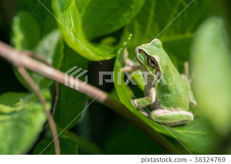 青蛙日本人樹蛙。 38324769