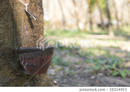 Milky latex extracted from rubber tree  38324953