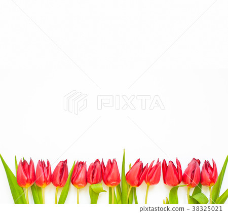 Red tulip flowers on white background. Red tulip flowers on white background. 38325021