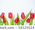 Red tulip flowers on white background.  38325024