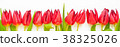 Red tulip flowers on white background.  38325026