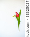 A single red tulip flower on white background.  38325027