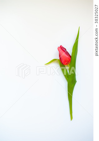 A single red tulip flower on white background.  38325027