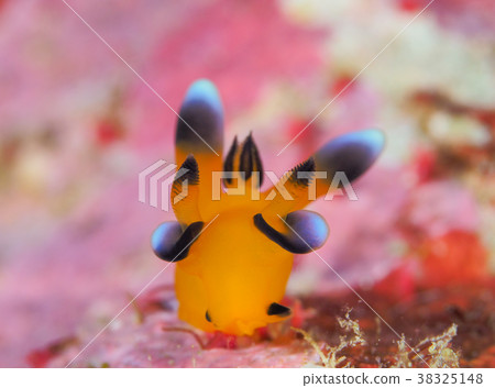 Udafuritsuzaya Umizushi 38325148