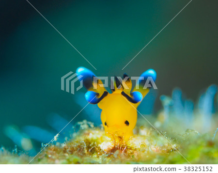 Udafuritsuzaya Umizushi 38325152