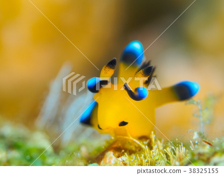 Udafuritsuzaya Umizushi 38325155