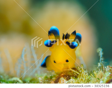 Udafuritsuzaya Umizushi 38325156